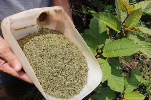 Most Potent Kratom Energy Strains for Ultimate Focus