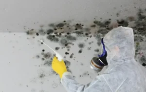 Effective Solutions for Mould Removal and Home Safety